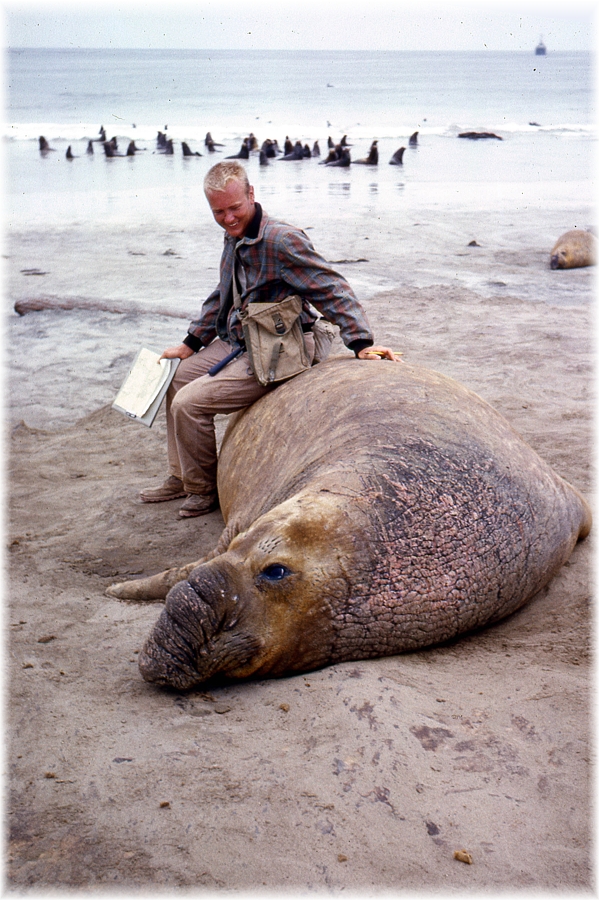 kent_condie_elephant_seal